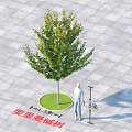 Professional Commercial Equipment For Measuring Chuili Man Maple Tree 1.8 Meters Height In Landscaping