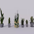 Potted Bonsai Plants In Various Styles Different Sizes With Decorative Pots And Green Leaves