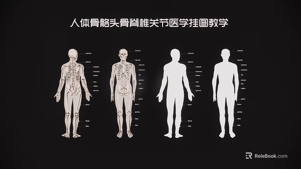 Detailed Medical Teaching Human Skeleton Wall Chart With Bones Skull Spine Joints 3d model 