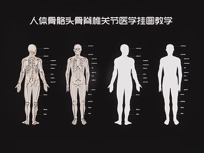 Detailed Medical Teaching Human Skeleton Wall Chart With Bones Skull Spine Joints 3d model