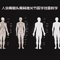 Detailed Medical Teaching Human Skeleton Wall Chart With Bones Skull Spine Joints
