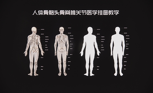 human skeleton skull spine joint medical wall chart teaching 3d model