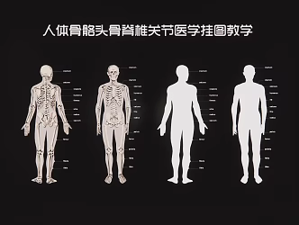 human skeleton skull spine joint medical wall chart teaching 3d model
