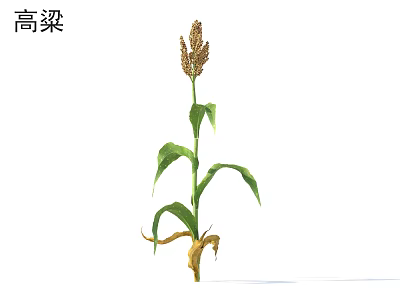 Mature Sorghum Plant With Green Leaves And Healthy Grain Heads In Farm Field 3d model