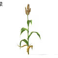 Mature Sorghum Plant With Green Leaves And Healthy Grain Heads In Farm Field