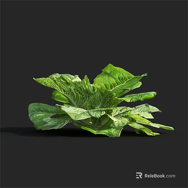 Fresh Green Leafy Lettuce With Vibrant Crisp Leaves On Black Background 3d model 