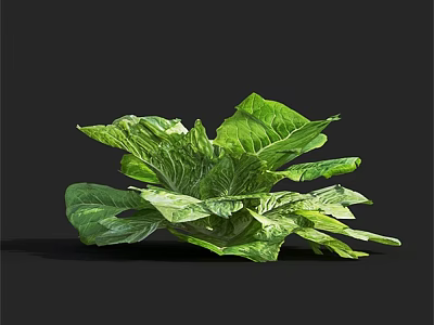Fresh Green Leafy Lettuce With Vibrant Crisp Leaves On Black Background 3d model