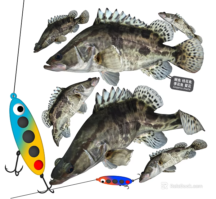 Various Aquatic Fish With Colorful Fishing Lure And Distinctive Body Patterns 3d model 