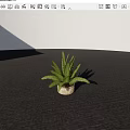 Lush Green Fern Potted Plant in White Pot on Gray Ground