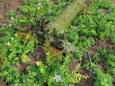Lush Green Plants And Purple Flowers Surrounding Moss Covered Tree Stump In Natural Garden 3d model