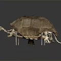 Reptile Turtle Skeleton Showing Detailed Anatomical Bone Structure in Scientific Exhibit
