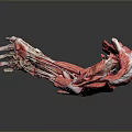 Medical Device Human Arm Muscle Anatomy Model Clear Red White Structure Dark Background Reflective Effect