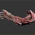 Muscle Human Muscle Human Muscle Human Muscle Tissue Human Organ 3d model