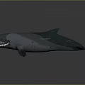 Detailed Sperm Whale 3D Model With Open Mouth And Exposed Teeth
