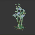 Purple Blooming Flowers With Green Stems And Leaves On Dark Background