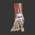 Foot Foot Human Foot Medical Human Body Teaching Aware Medical Teaching Aware 3d model