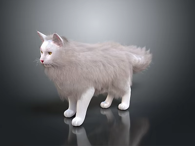 Fluffy White Cat Standing On Black Surface With Reflection 3d model