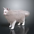 Fluffy White Cat Standing On Black Surface With Reflection 3d model