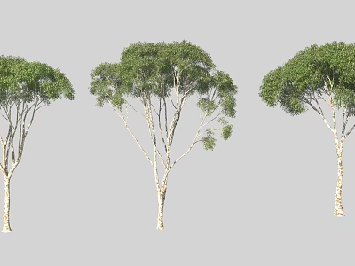 Three Arbors With White Trunks And Lush Green Foliage In Varied Shapes 3d model