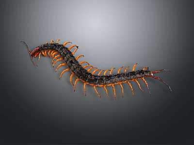 Black Centipede With Multiple Orange Legs And Long Segmented Body On Gray Background 3d model