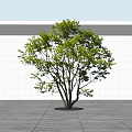 Green Leafy Arbor With Multiple Branches Against White Wall And Gray Floor