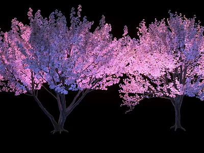 Tall Blossoming Flowering Trees with Lush Pink Blooms Against Black Background 3d model