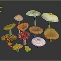 Fresh Wild Mushrooms Variety With Orange Red White Brown Caps And Stems For Culinary Use