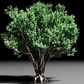 Lush Green Shrub With Thick Trunk Exposed Roots And Dense Foliage