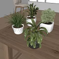Indoor Bonsai Potted Plants With Green Foliage And Different Shapes On Wooden Table