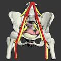 Human Limb Organ Anatomy Model Displaying Bone Structure Red Yellow Nerve Fibers