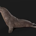 Walrus Aquatic Animal With Open Mouth And Wrinkled Skin In Resting Pose