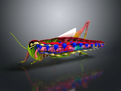 Detailed 3D Rendering of Grasshopper Anatomical Structure with Internal Organs and External Hairs 3d model