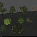 Various Types of Garden Trees with Green Leaves Deciduous and Evergreen Varieties for Landscape Design