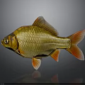 Shiny Golden Goldfish With Red Fins And Tail On Gray Background