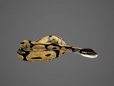 Ball Python With Yellow And Black Pattern Coiled On Gray Background 3d model