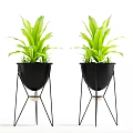 Indoor Decorative Potted Plants with Various Green Foliage in Black Pots and Metal Stands