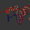 Detailed Organ and Hair Structures in Colorful 3D Tubular Model Rendering