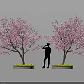 Potted Bonsai Trees With Pink Blossoms And Person Standing Between Circular Planters