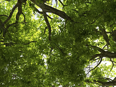 Lush Arbor Canopy With Dense Green Leaves And Sunlight Filtering Through Branches 3d model