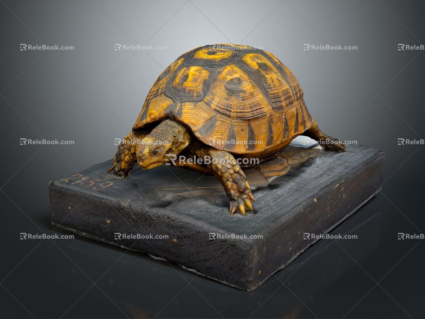 Turtle Turtle Cartoon Turtle Snapping Turtle Chickbill Turtle Reptile Cold Blooded Animal Reptile Reptile Class 3d model