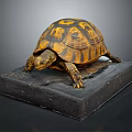 Turtle Cartoon Turtle Snapping Turtle Chickbill Turtle Reptile Cold Blooded Animal Reptile Class 3d model