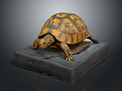 Turtle Cartoon Turtle Snapping Turtle Chickbill Turtle Reptile Cold Blooded Animal Reptile Class 3d model