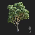 Arbor with Lush Green Foliage and Single Trunk Featuring Human Silhouette for Size Reference 3d model