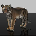 Detailed Realistic Full Body Striped Tiger Standing On Black Background With Reflection