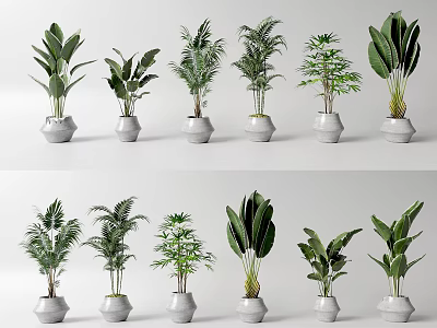 Various Types Of Bonsai Potted Green Plants In White Pots For Indoor Decoration 3d model