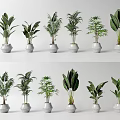Various Types Of Bonsai Potted Green Plants In White Pots For Indoor Decoration
