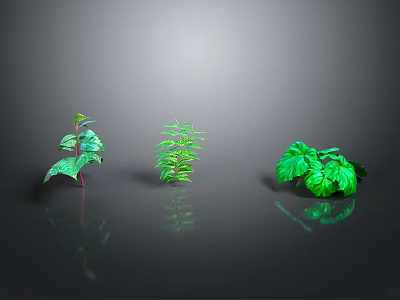 Three Different Green Plants Placed On Smooth Black Surface With Gray Gradient Background 3d model