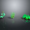 Three Different Green Plants Placed On Smooth Black Surface With Gray Gradient Background