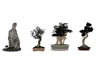 New Chinese Bonsai 3d model