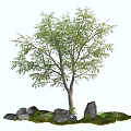 Tall Arbor With Green Leaves Surrounded By Stones And Lush Grass